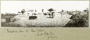 Koren dorsen bij Beni Selah, juli 1917
